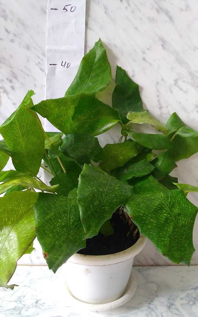 Продам калатея "Нетворк" (Calathea Network)