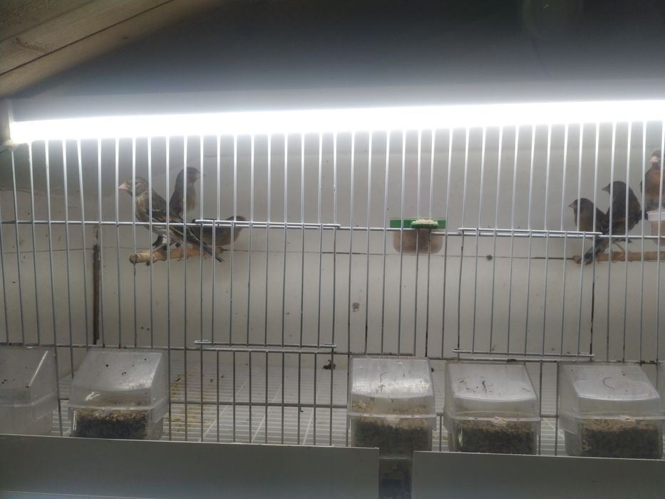 Mestiças de pinta canaria