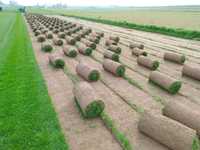 Trawa w rolce producent Lublin, trawa z rolki z nasion Barenbrug