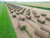 Trawa z rolki Barenbrug, Producent Lublin,