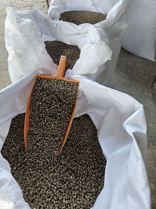 Łubin wąskolistny Zeus