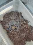Birupes simoroxigorum 2 dc samica
