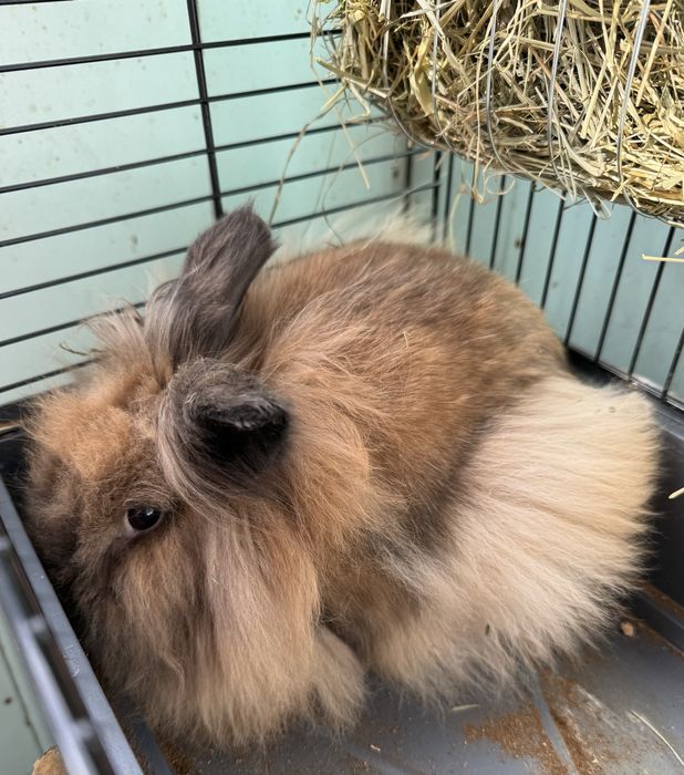 Декоративний кролик з кліткою