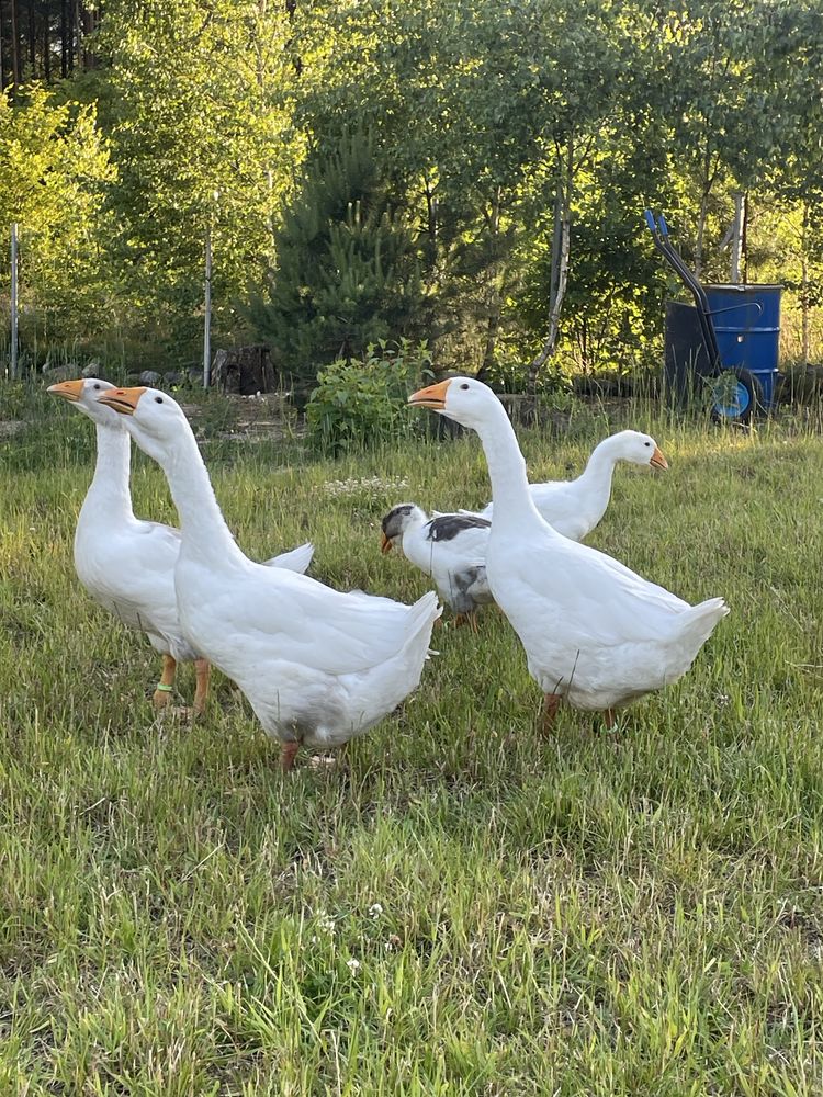 Gęsi cholmogory sprzedam