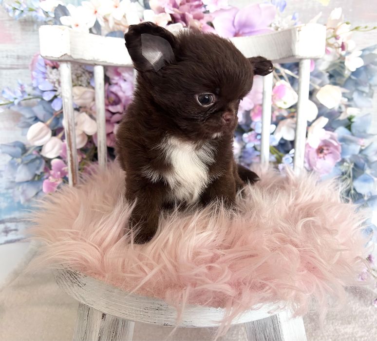 ***Czekoladowy długowłosy piesek chihuahua***