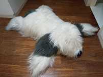 Cão de peluche gigante
