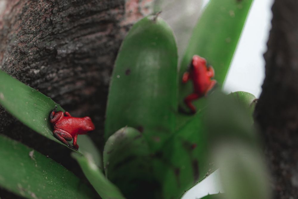 Terrários à medida, Rãs Dendrobates e Répteis