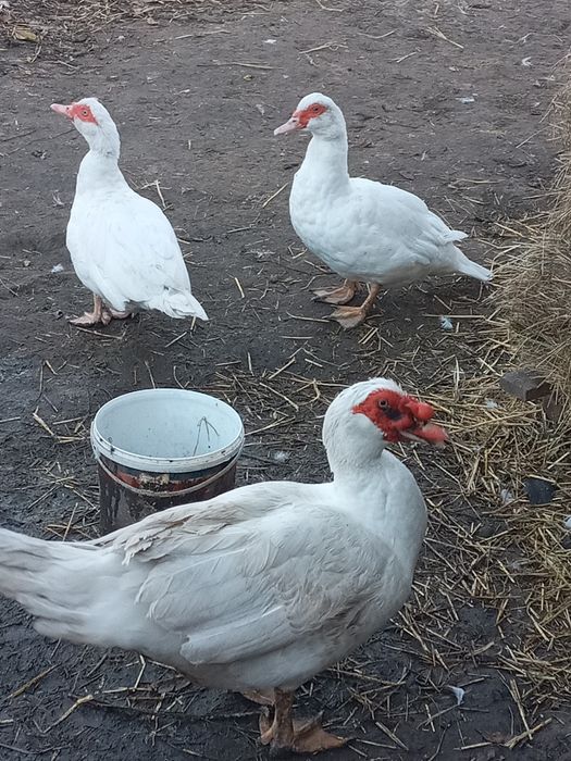 Продам качки шипуни