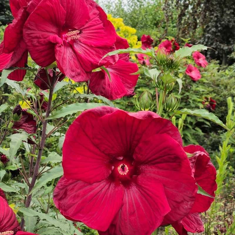 Hibiskusy bylinowe /błotne, bagienne/