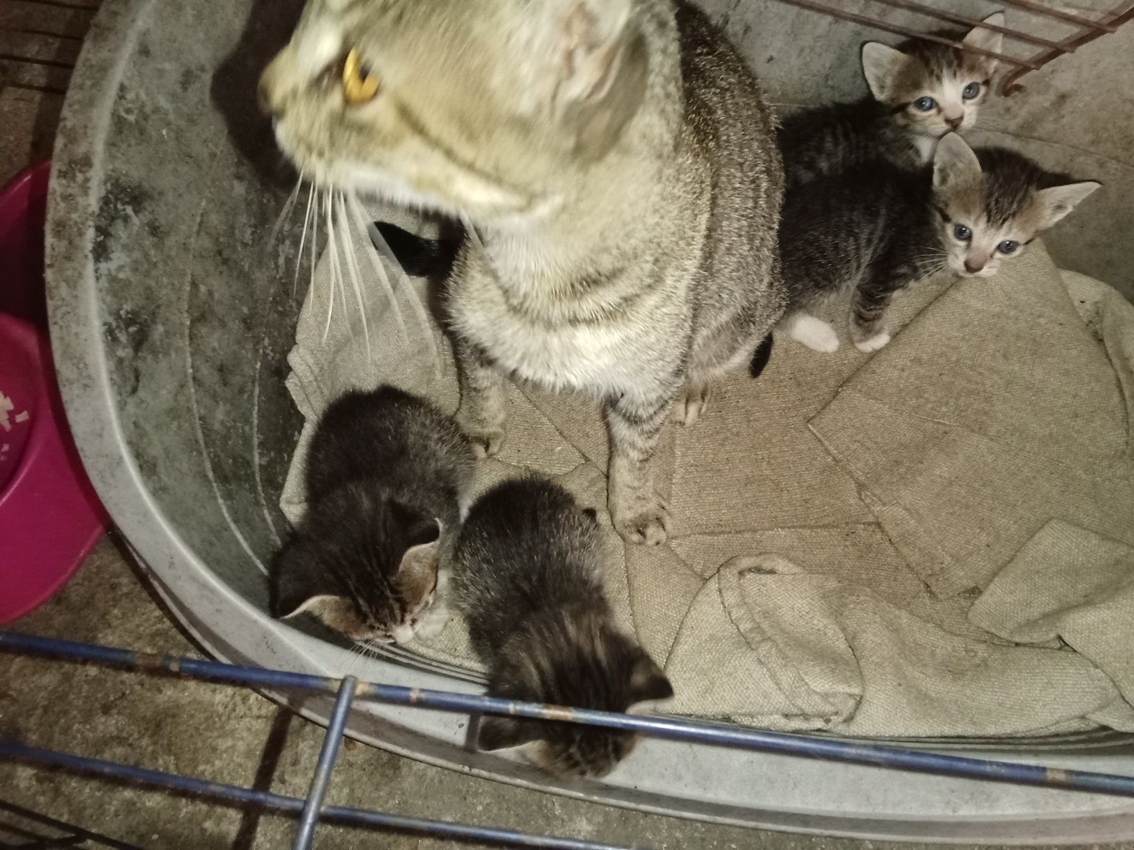 5 gatinhos para adoção