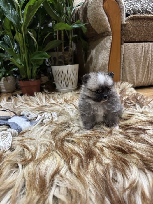 Pomeranian szpic miniaturowy