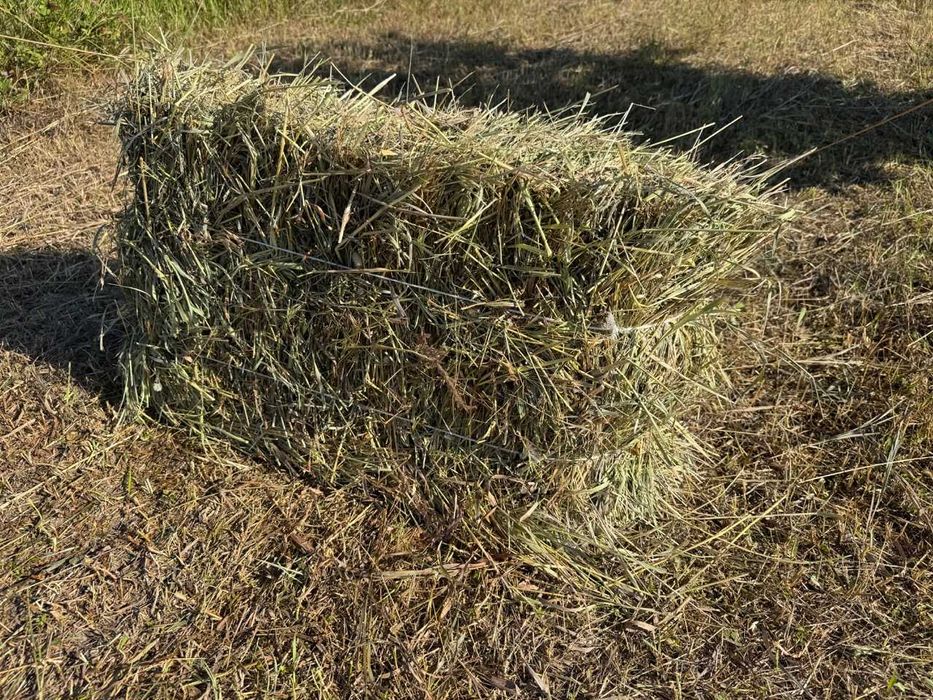 продам сіно Жиромирська о-бл.