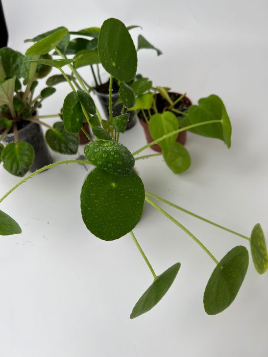 Набір рослин: церопегія, пілея, епіпремнум, філодендрон, фіалка