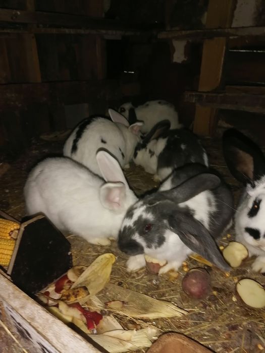 Króliki po srokaczu