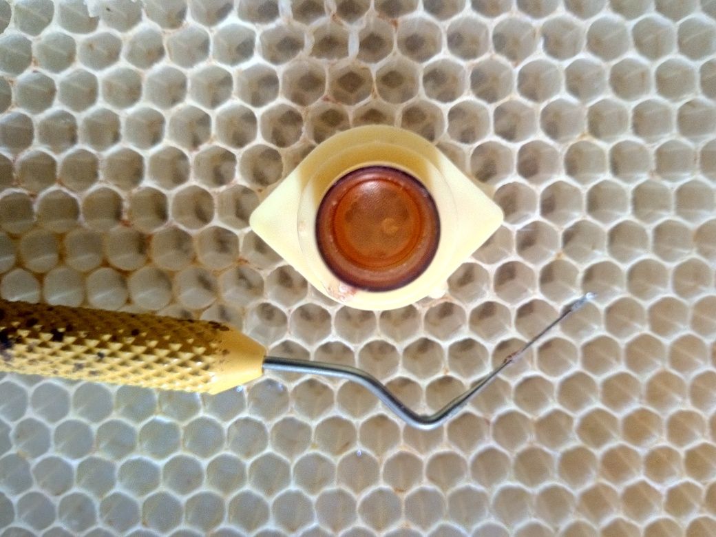Бджолині матки (плідні) - Карніка