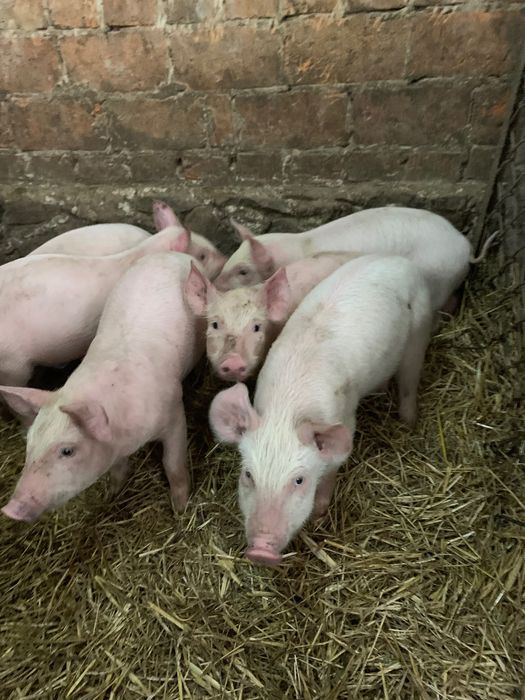 Продаються поросята