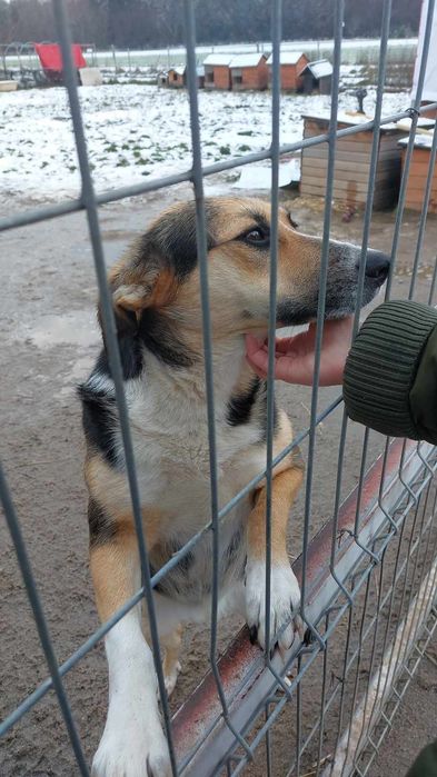 Wspaniała Osika szuka domu!