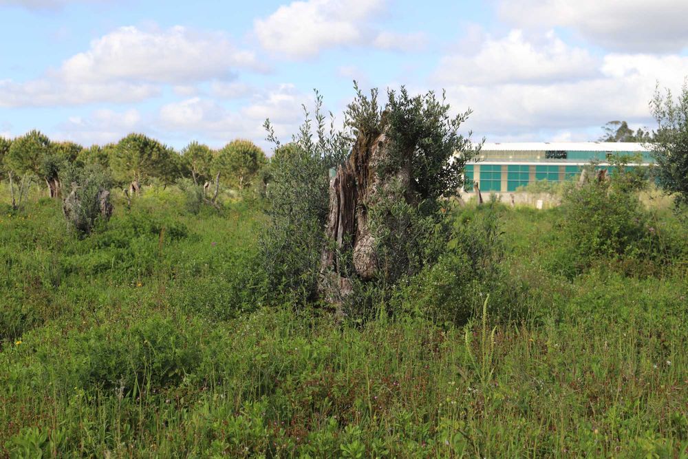 Oliveiras centenárias de variedade galega - Preços de 75€ - 200€