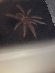 Lasiodora parahybana