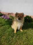 Szpic Miniaturowy Pomeranian