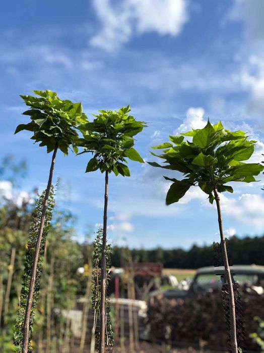 Katalpa 'Nana', Catalpa, Surmia szczepione na 1,5m - 2,3m