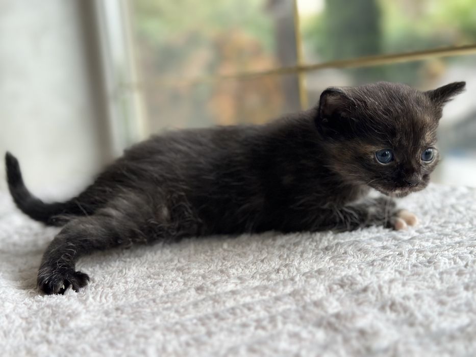 Кошеня котенок дівчинка