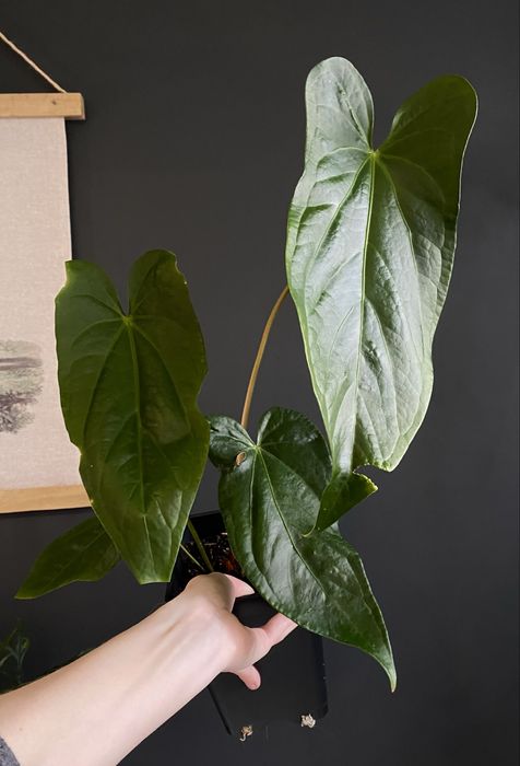 Антуріум Anthurium Magnificum x Nigrolaminum ‘Gigi’