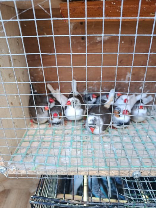 Papugi faliste ptaki