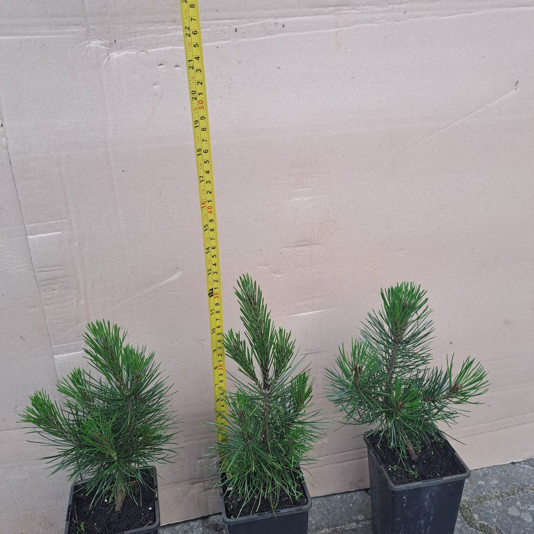 Sosna bośniacka(pinus leucodermis)