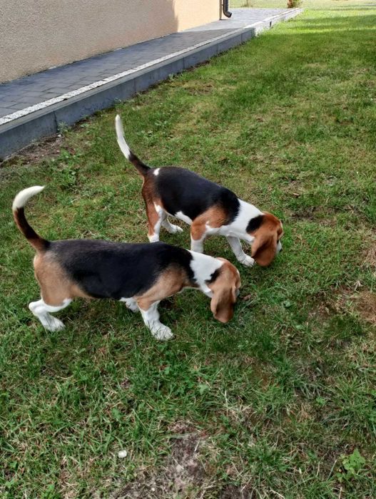 Śliczna sunia rasy Beagle gotowa do zmiany domku