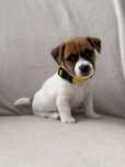 Kochająca człowieka suczka Jack Russell Terrier ZKwP FCI
