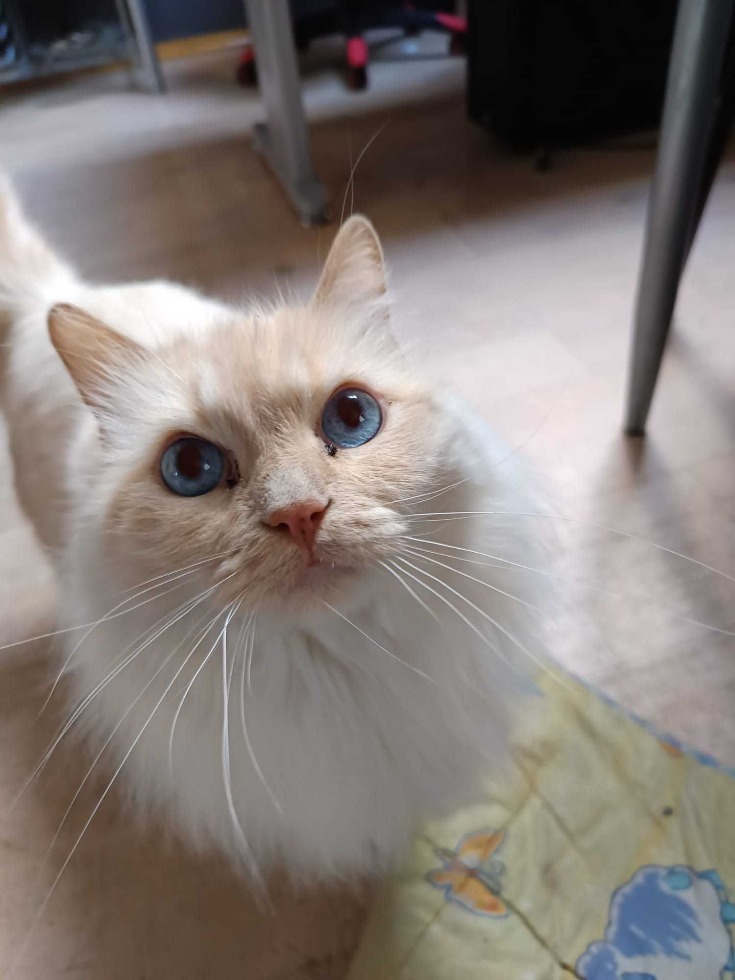Oddam Kota Ragdoll