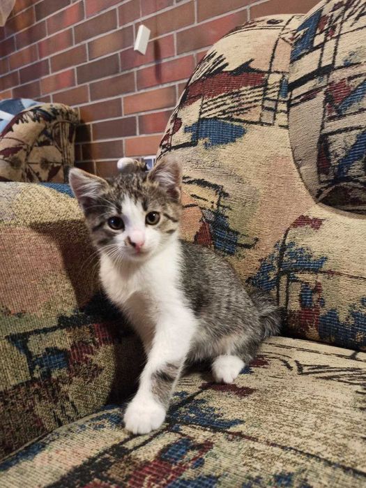 Котята ищут дом, мальчик и девочка (2 месяца)