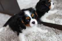 Szczeniak Cavalier King Charles Spaniel