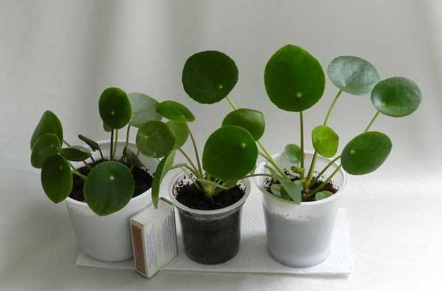 Pilea peperomiowata 3 sztuki sadzonek, komplet "pieniążek"