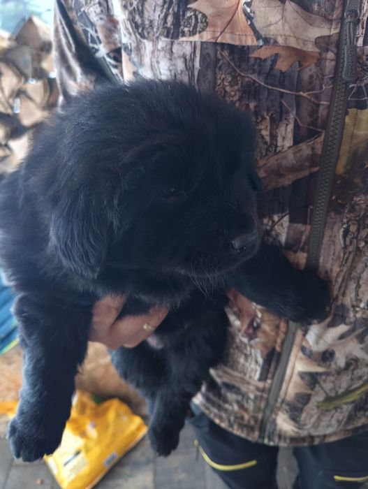 Szczeniaczki po chow chow