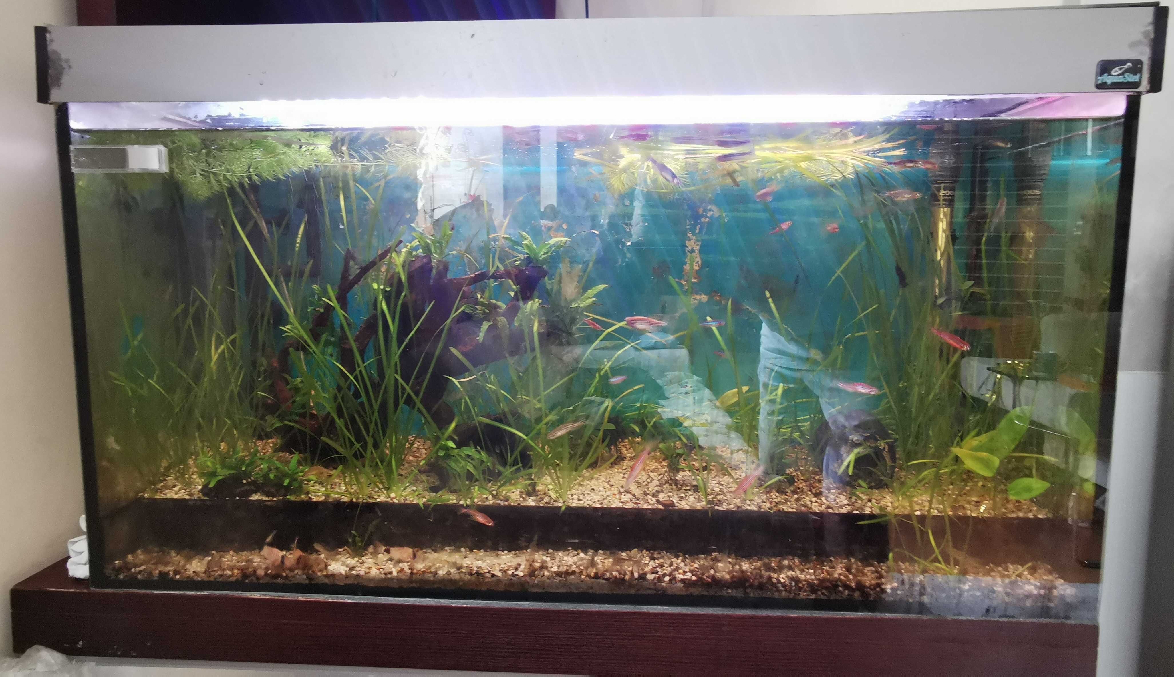 2 x Akwarium 112 l i 10 l z obsadą, osprzęt, filtry zew., butla CO2.