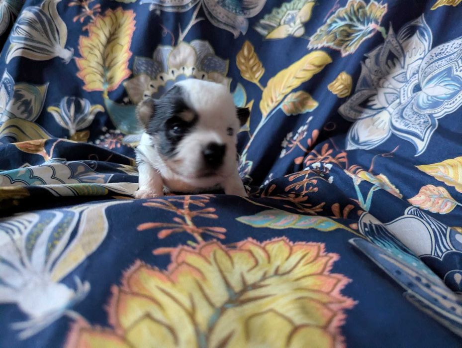 Cudowna dziewczynka 100 % Biewer Yorkshire Terrier po pięknych rodzica