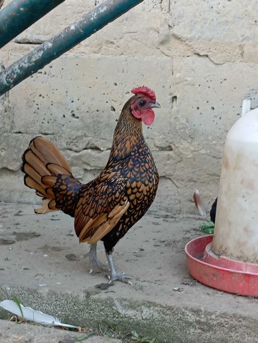 Kury i koguty sebrytki