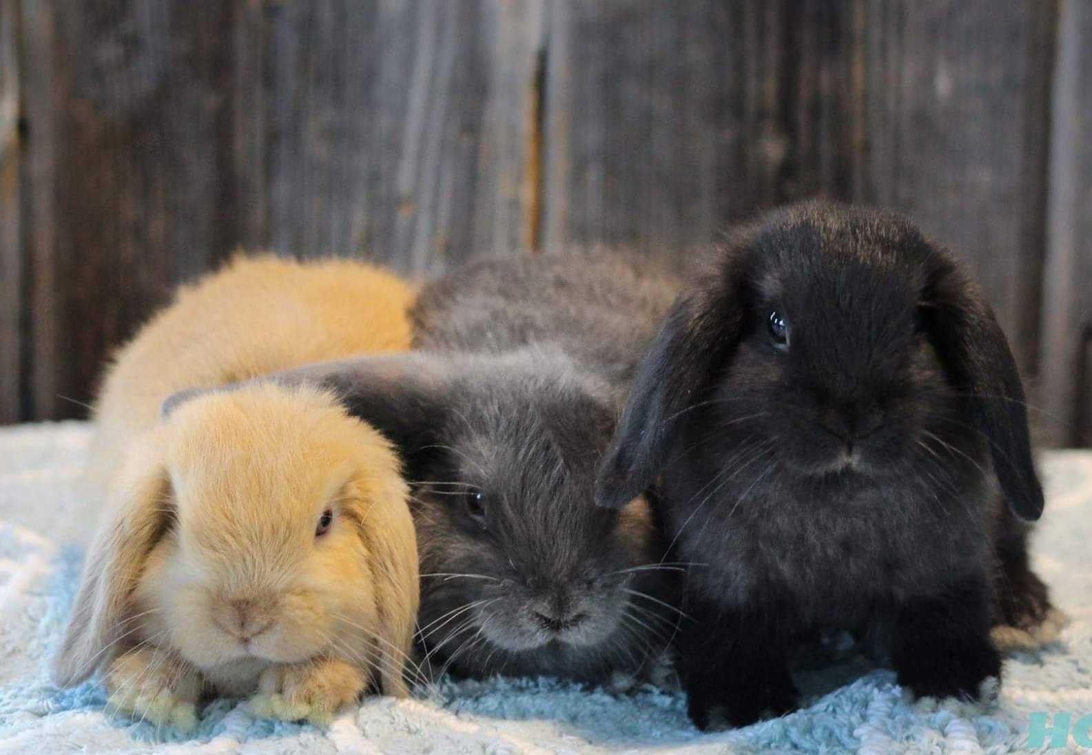 KIT Coelhos anões mini Lop(orelhudos) lindíssimos e muito dóceis