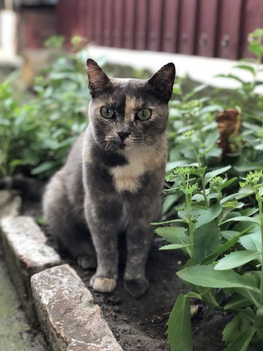 Віддам в добрі руки кішку