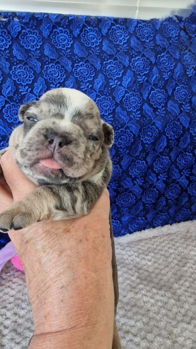 Французский бульдог на в'язку