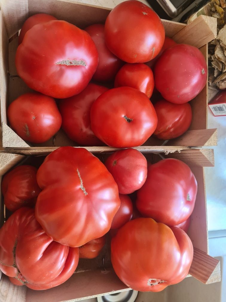 Pomidory malinowe/szklarniowe sadzonki rozsady