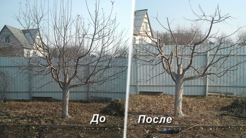 Садовник обрезка деревьев кустов,покос травы, обработка на сезон.