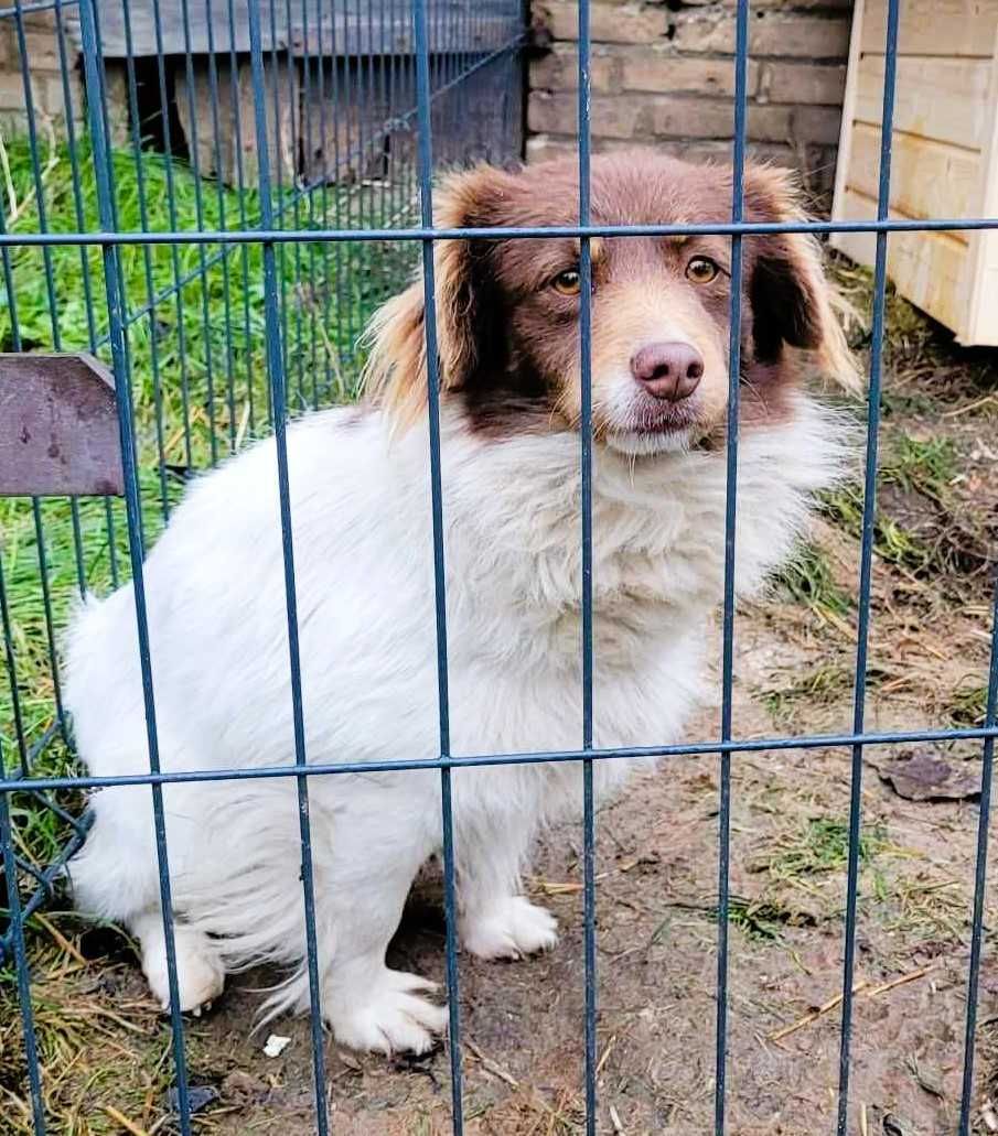 YUKI - mały psiak, zamknięty w kojcu, prosi o dobry dom