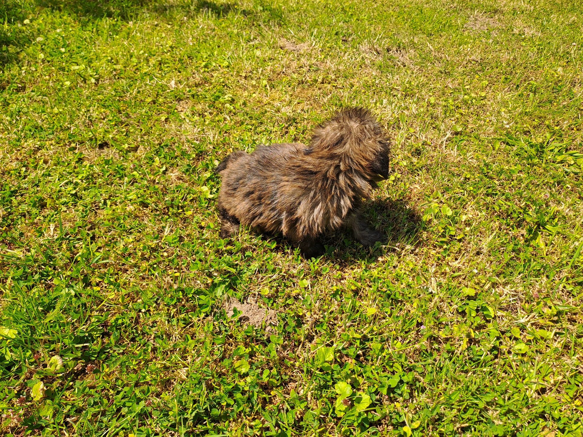 Shih-tzu piesek słodziak