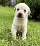 Labrador biszkoptowy suczka