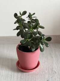 Грошове дерево, Крассула, Crassula