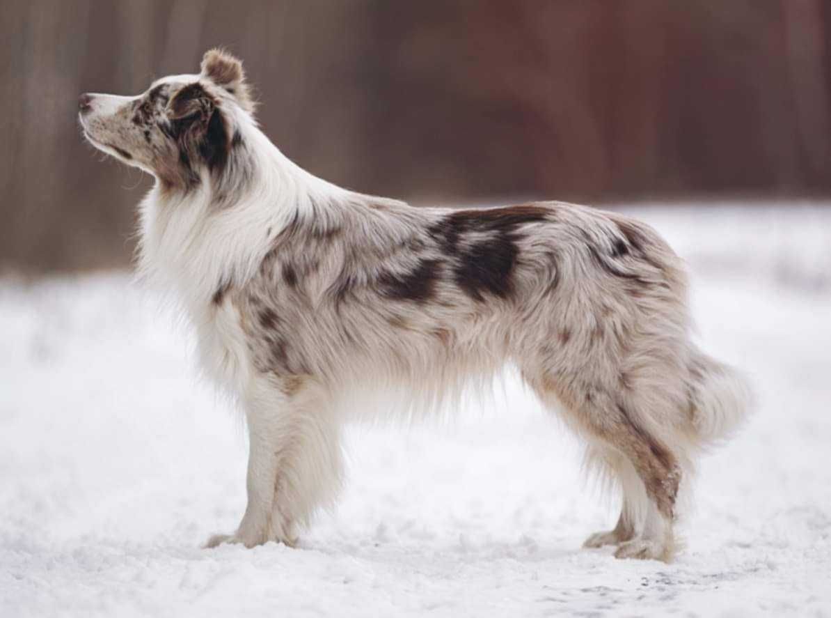Szczenię Border Collie, ZKwp/FCI czekoladowo-biały piesek