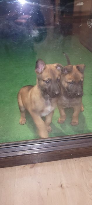Owczarek belgijski malinois